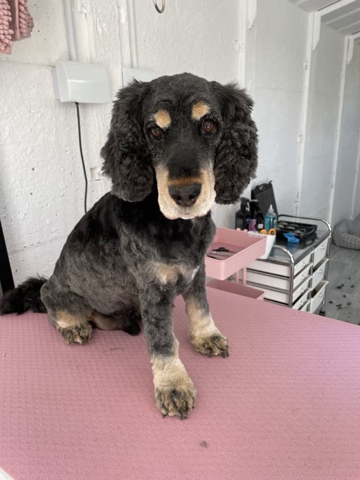 A freshly groomed cocker spaniel sitting on the grooming table at Parlour 4 Pooches, cropped square to the face and shoulders
